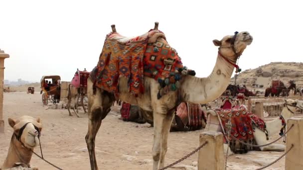 Stádo velbloudů odpočívá. Giza. Egypt — Stock video