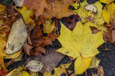 Parlak sarı sonbahar akçaağaç yere bırakır.