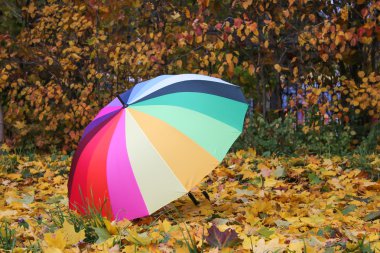 Renkli renkli şemsiye üzerinde sarı sonbahar yaprakları