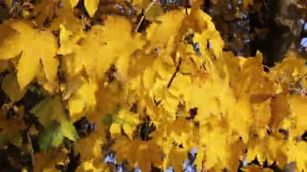 Leuchtend gelbe Blätter des Herbst-Ahorns. — Stockvideo