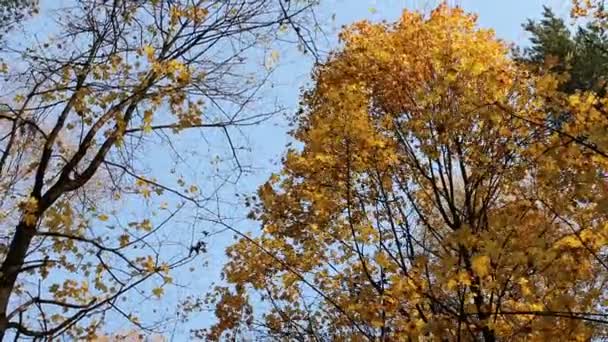 Πτώση Φύλλα Κίτρινα Σφενδάμου — Αρχείο Βίντεο