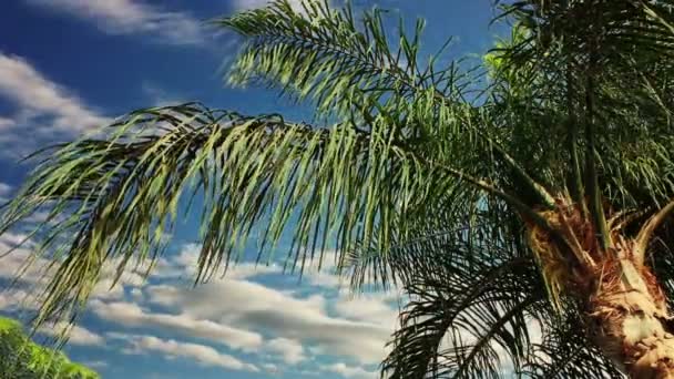 Nubes sobre una palmera. Plazo de entrega . — Vídeo de stock