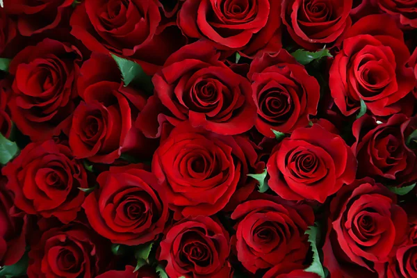 güzel kırmızı gül