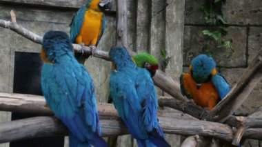 Amerika papağanı onun erkek için mücadele. Bölüm 2