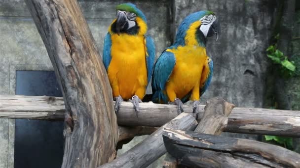 青と黄色のコンゴウインコ、Ara ararauna、ブルーとゴールドのコンゴウインコとも呼ばれる — ストック動画