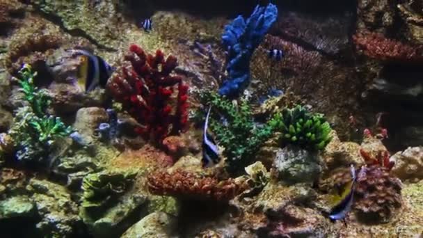 밝은 색깔의 산호초에 물고기 — 비디오