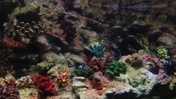 Fish in a coral reef — Stock Video