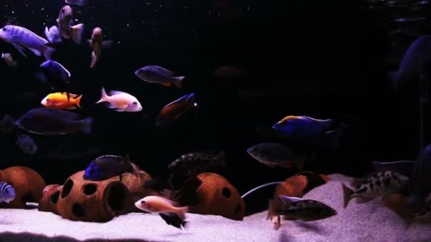 Pesci tropicali in acquario — Video Stock