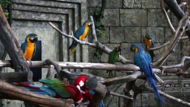 Parlak renkli macaws sürüsü
