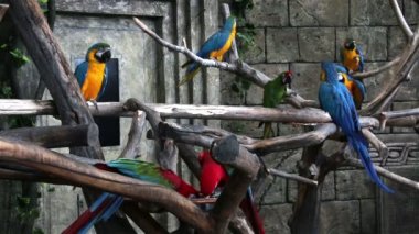 Renkli macaws sürüsü