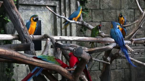 Flock of colorful macaws — Stock Video