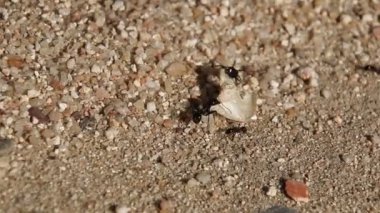 Kavga üzerinde kuru yaprak siyah büyük karıncalar