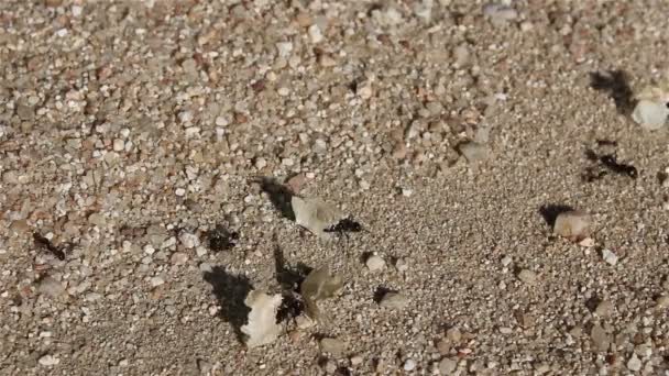 Große schwarze Ameisen mit großen trockenen Blättern — Stockvideo