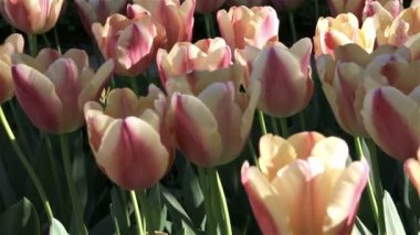 Güzel Pembe Lale arka plan. İspanya Madrid