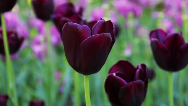 Tle piękna tulipan fioletowy. — Wideo stockowe
