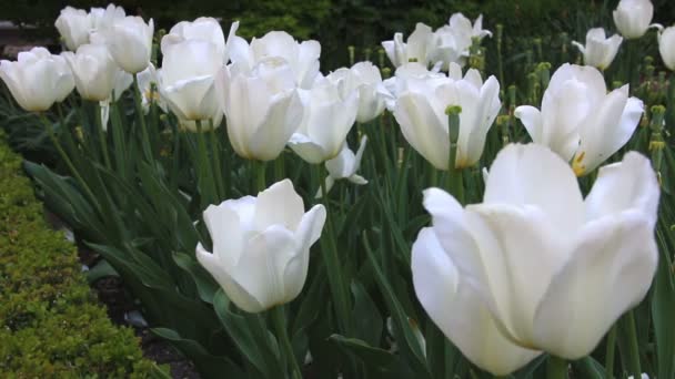 Schöne weiße Tulpe Hintergrund. — Stockvideo
