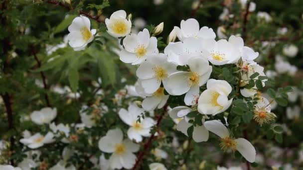 Білі стегна троянд в саду . — стокове відео