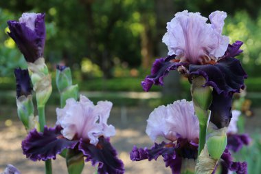 güzel beyaz mor çiçek Iris.