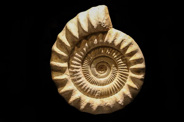 Tarih öncesi bir fosil yakın çekim