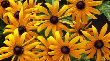 Sarı rudbeckia veya bahçede Black Eyed Susan çiçek