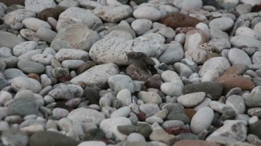 Kaplumbağa bebek denize dökülüyor. Çıralı, Türkiye.