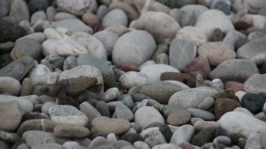Kaplumbağa bebek denize dökülüyor. Çıralı, Türkiye.