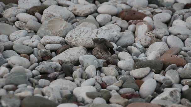 Turtle barnet kryper till havet. Çıralı, Turkiet. — Stockvideo