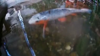 Çin sazan, Koi, kamera yutmaya çalışırken. POV