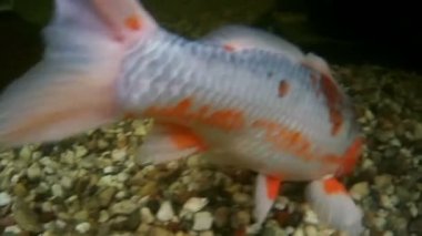 Çin sazan, Koi, yüzme kamera etrafında.