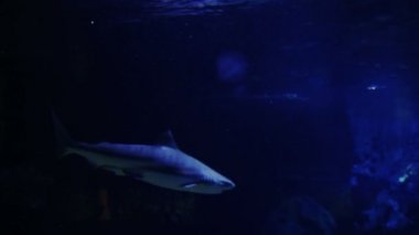 Gri resif köpekbalığı, mercan kayalığı yaklaşmakta olan sualtı çekim.