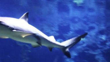 Gri resif köpekbalığı, çevrenin mercan resif yaklaşmakta olan sualtı çekim.