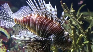 Mercan resifleri arasında lionfish Zebra balığı sualtı yakın çekim
