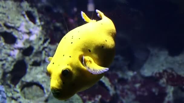 Κίτρινο τροπικά ψάρια, μεταξύ των κοραλλιογενών υφάλων. — Αρχείο Βίντεο