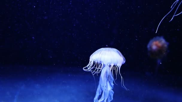 Medusas azuis brilhantes movendo-se na água azul escura . — Vídeo de Stock