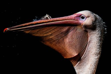 Beyaz Pelikan (Pelecanus onocrotalus) suyun üzerindeki detaylı portre
