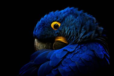 Hyacinth Macaw (Anodorhynchus hyacinthinus) siyah arkaplanda detaylı portresi