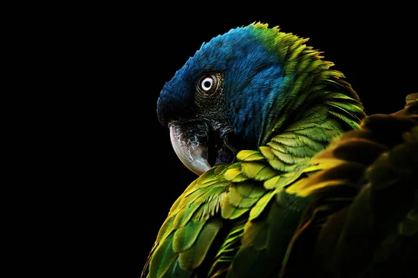 Blue Headed Macaw Primolius Couloni — Stock Photo, Image