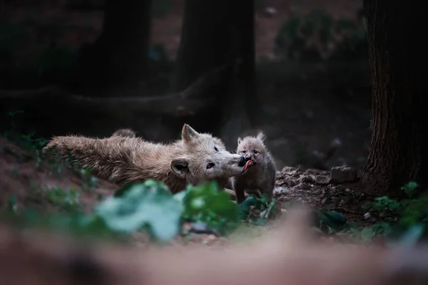 北极狼 Canis Lupus Tundrarum 森林中美丽的动物 — 图库照片