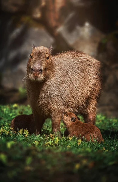 Capybara (Hydrochoerus hydrochaeris) anne ve bebek 