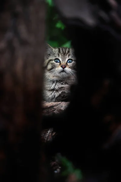 ヨーロッパの野生猫 Felis Silvestris 詳細肖像猫子猫 — ストック写真