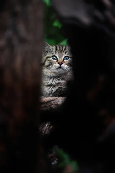 Avrupa vahşi kedisi (Felis silvestris) kedi yavrusu portresi