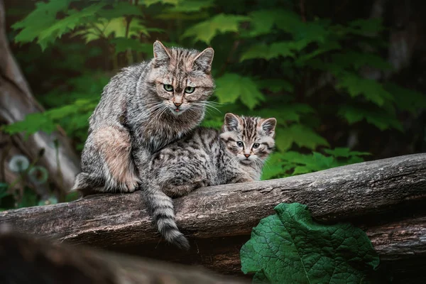 Avrupa vahşi kedisi (Felis silvestris) kedi yavrusu portresi