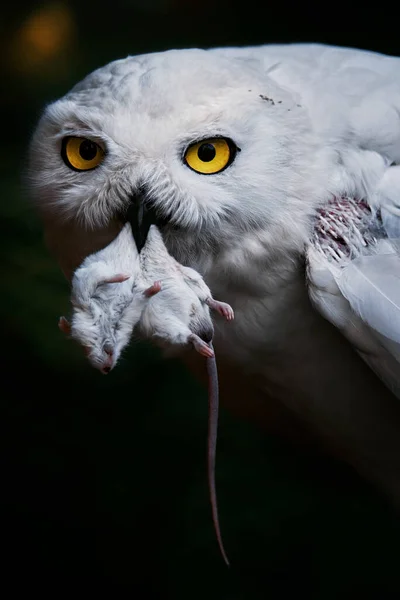Karlı Baykuş (Bubo scandiacus) mause ye