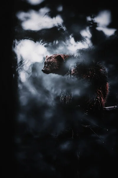 Wolverine (Gulo gulo) ağaca tırman.