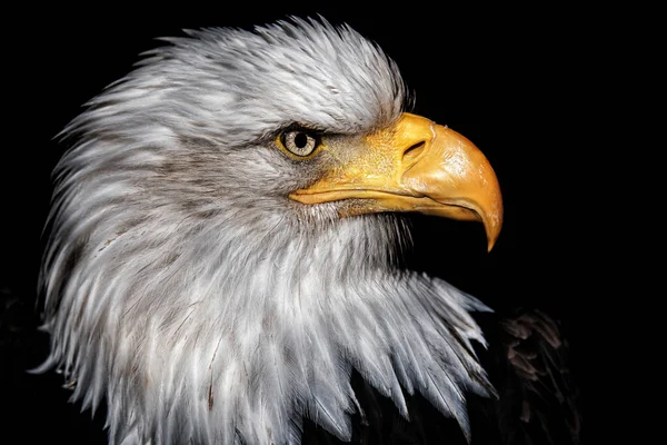 Kel Kartal (Haliaeetus leucocephalus) bu yırtıcının başının ayrıntıları