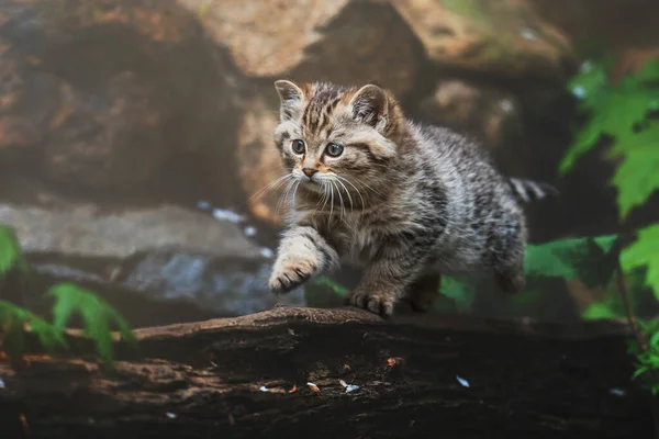 Europeisk Vild Katt Felis Silvestris Detalj Porträtt Katt Kattunge — Stockfoto