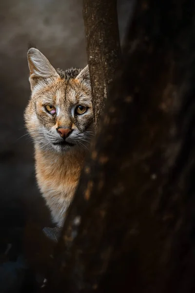 Кошка Фелис Felis Charge — стоковое фото