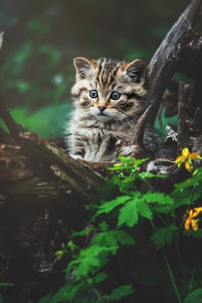 Gato Salvaje Europeo Felis Silvestris Detalle Retrato Gato Gatito — Foto de Stock