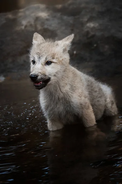 Αρκτικός Λύκος Canis Lupus Tundrarum Όμορφο Ζώο Στο Δάσος — Φωτογραφία Αρχείου