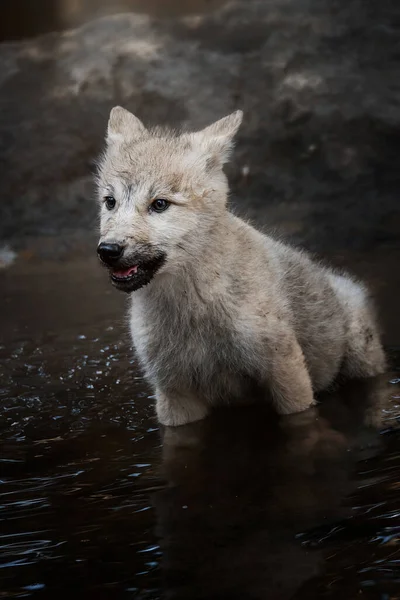 Kuzey Kutbu Kurdu (Canis lupus tundrarum) ormandaki güzel hayvan